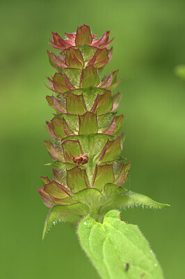 BUITEN BEELD Foto: 437382