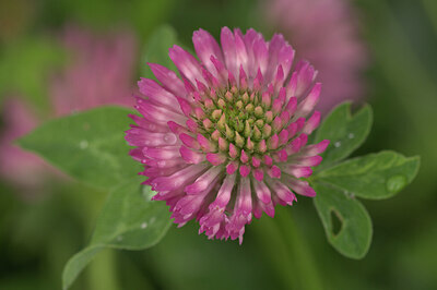 BUITEN BEELD Foto: 437392