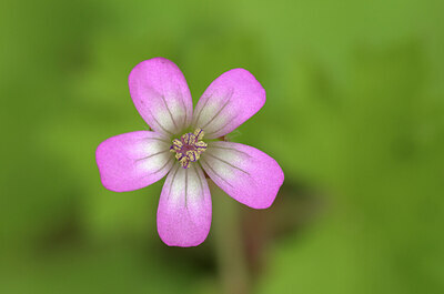 BUITEN BEELD Foto: 437402