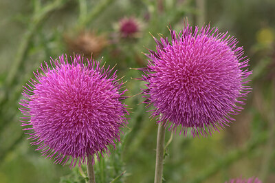 BUITEN BEELD Foto: 437416