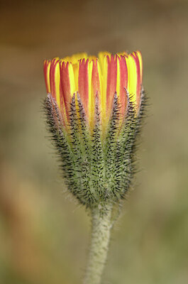 BUITEN BEELD Foto: 437418
