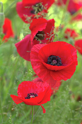 BUITEN BEELD Foto: 437419