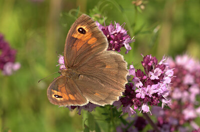 BUITEN BEELD Foto: 437420