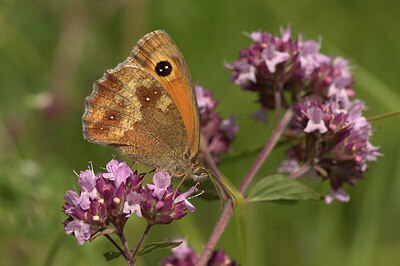 BUITEN BEELD Foto: 437421