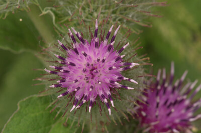 BUITEN BEELD Foto: 437422