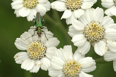 BUITEN BEELD Foto: 437428