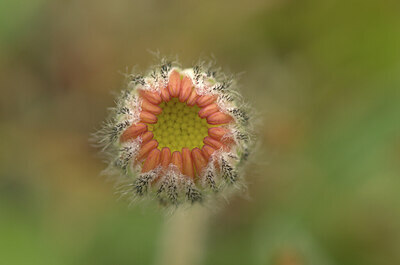 BUITEN BEELD Foto: 437440