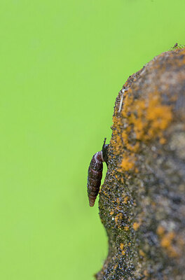 BUITEN BEELD Foto: 437451