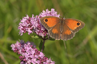 BUITEN BEELD Foto: 437484