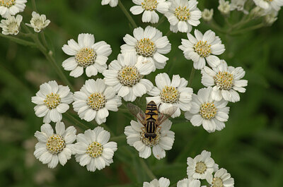 BUITEN BEELD Foto: 437488