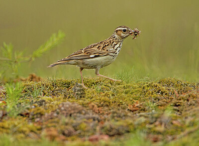 BUITEN BEELD Foto: 437504
