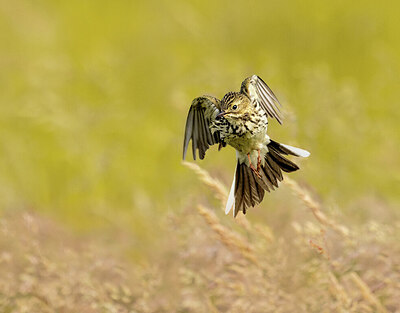 BUITEN BEELD Foto: 437505