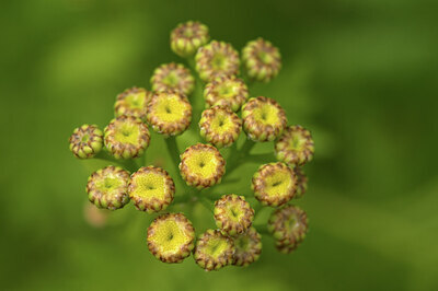 BUITEN BEELD Foto: 437529