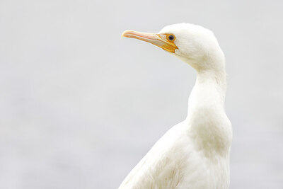 BUITEN BEELD Foto: 437538