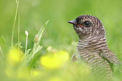 BUITEN BEELD Foto: 437543