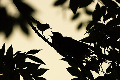 BUITEN BEELD Foto: 437544