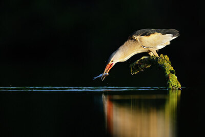 BUITEN BEELD Foto: 437545
