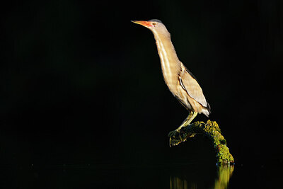 BUITEN BEELD Foto: 437546