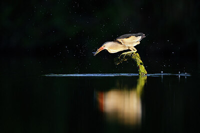 BUITEN BEELD Foto: 437547