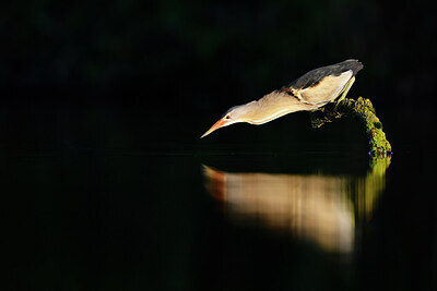 BUITEN BEELD Foto: 437549