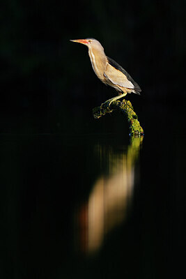 BUITEN BEELD Foto: 437550