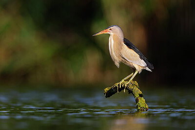 BUITEN BEELD Foto: 437551