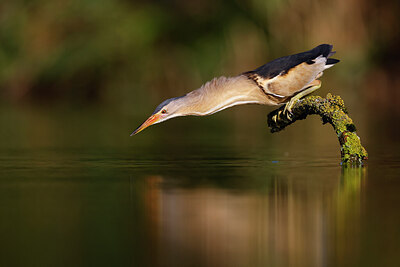 BUITEN BEELD Foto: 437553