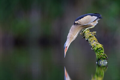 BUITEN BEELD Foto: 437555