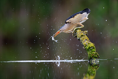 BUITEN BEELD Foto: 437556