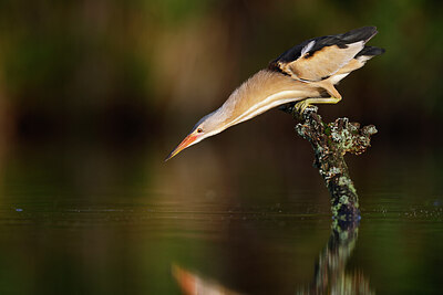 BUITEN BEELD Foto: 437557