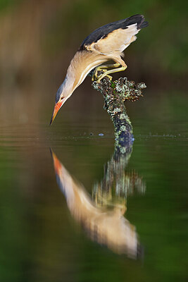 BUITEN BEELD Foto: 437559