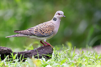 BUITEN BEELD Foto: 437561