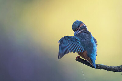 BUITEN BEELD Foto: 437563
