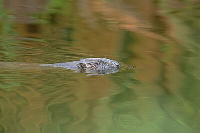 BUITEN BEELD Foto: 437564