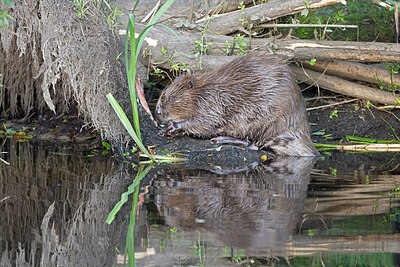 BUITEN BEELD Foto: 437565