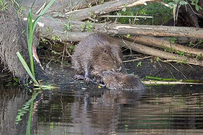 BUITEN BEELD Foto: 437567