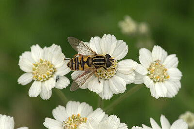 BUITEN BEELD Foto: 437576