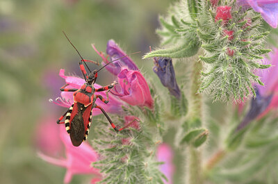 BUITEN BEELD Foto: 437588