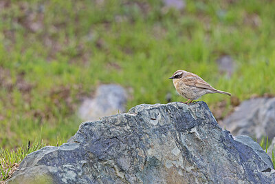 BUITEN BEELD Foto: 437608