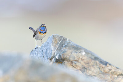 BUITEN BEELD Foto: 437609