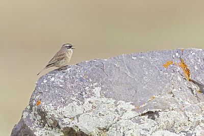 BUITEN BEELD Foto: 437612