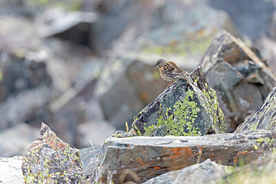 BUITEN BEELD Foto: 437613