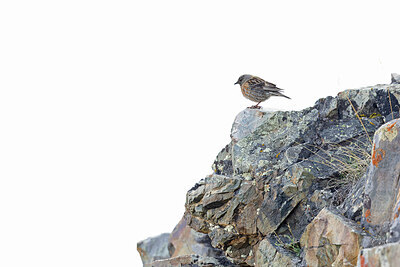 BUITEN BEELD Foto: 437614