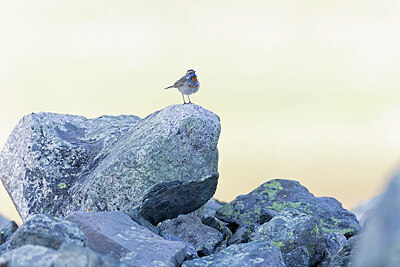 BUITEN BEELD Foto: 437616