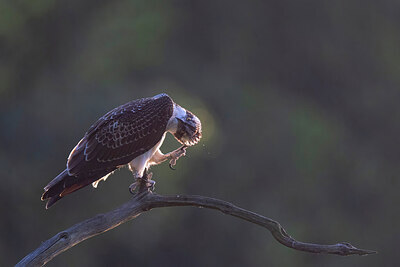 BUITEN BEELD Foto: 437621