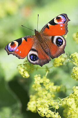 BUITEN BEELD Foto: 437623