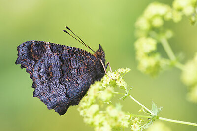 BUITEN BEELD Foto: 437624