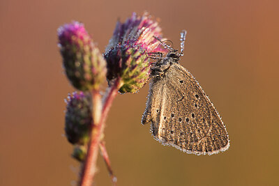 BUITEN BEELD Foto: 437625