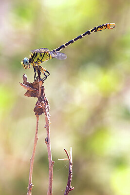 BUITEN BEELD Foto: 437627