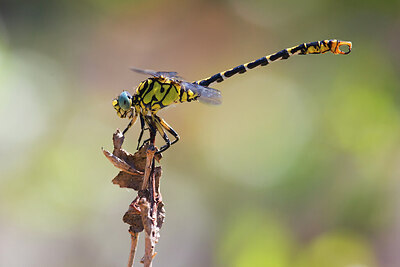 BUITEN BEELD Foto: 437628